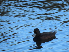 Aythya novaeseelandiae