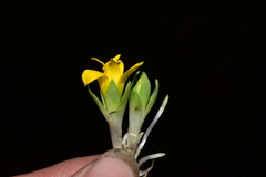 Alstroemeria pygmaea