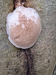 Tapinella panuoides