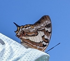 Charaxes sempronius