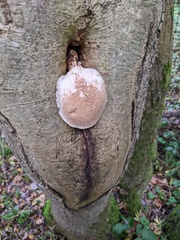 Tapinella panuoides