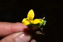 Alstroemeria pygmaea