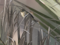 Phylloscopus collybita