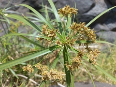 Cyperus haspan