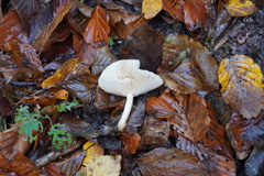Lactarius glyciosmus