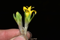 Alstroemeria pygmaea