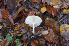 Lactarius glyciosmus