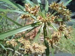 Cyperus haspan