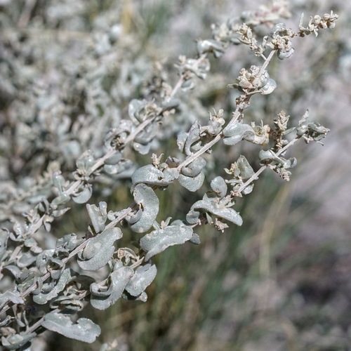 Griffiths' saltbush (Atriplex griffithsii)