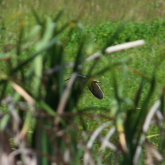 Gallinago nigripennis