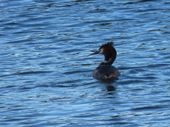 Podiceps cristatus australis
