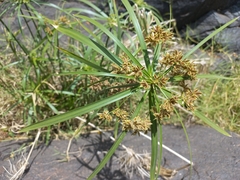 Cyperus haspan