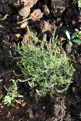 Corispermum marschallii