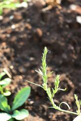 Corispermum marschallii