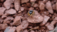 Euophrys