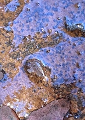 Crangonyx