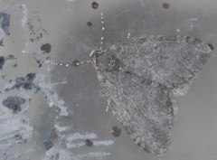 Epirrita dilutata