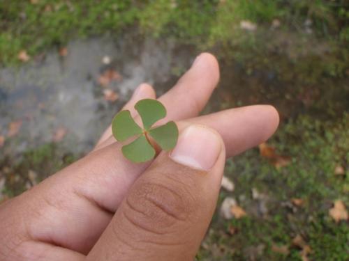 Hairy waterclover (Marsilea vestita)