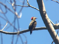 Colaptes melanochloros