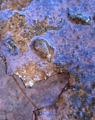 Crangonyx