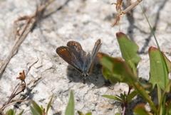 Aricia artaxerxes