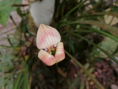 Maxillaria