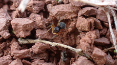 Euophrys