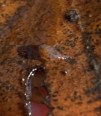 Crangonyx