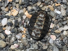 Chiton granosus