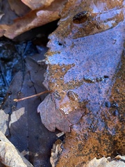 Crangonyx