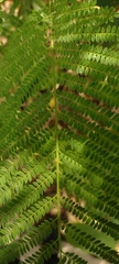 Jacaranda mimosifolia