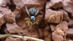Euophrys
