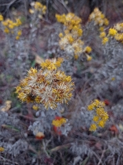 Galatella villosa