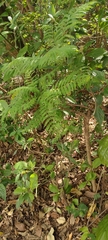 Jacaranda mimosifolia