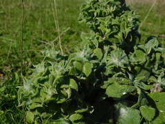 Salvia aethiopis
