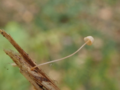 Mycena pterigena