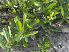 Pyracantha crenulata