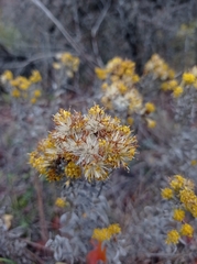 Galatella villosa