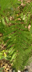 Jacaranda mimosifolia