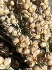 Sorghum bicolor