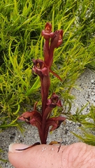 Disa atrorubens