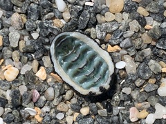 Chiton granosus