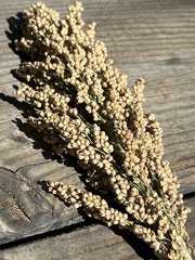 Sorghum bicolor