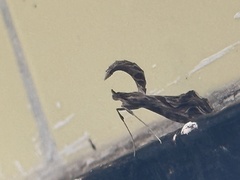 Lineodes integra