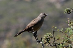 Cercotrichas coryphoeus