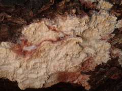 Phlebia centrifuga