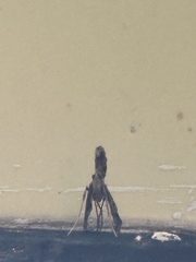 Lineodes integra