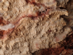 Phlebia centrifuga