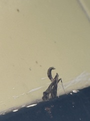 Lineodes integra
