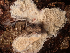 Phlebia centrifuga